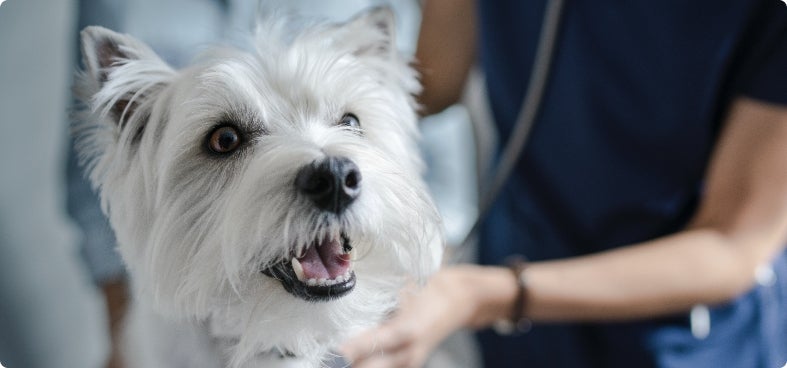 Terrier branco pequeno a ser examinado por um veterinário